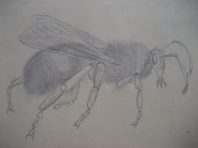115. Bienen-Studie (ca. 1957), 20×30, Bleistiftzeichnung