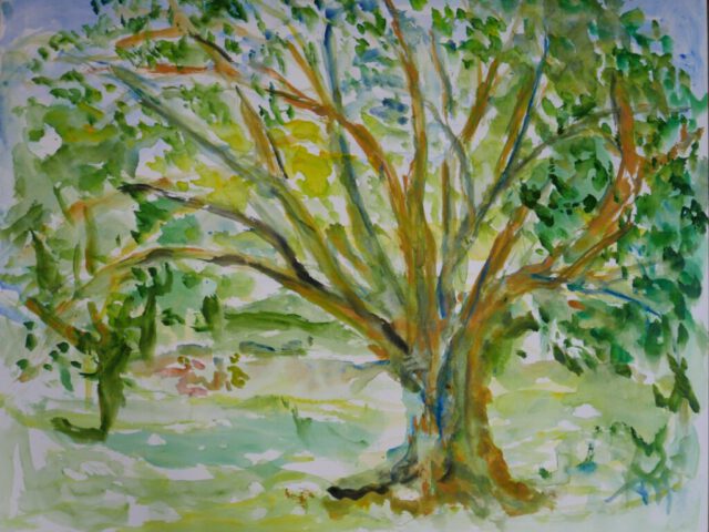 202. Platane auf dem Brehm (2026), 50×64, Aquarell